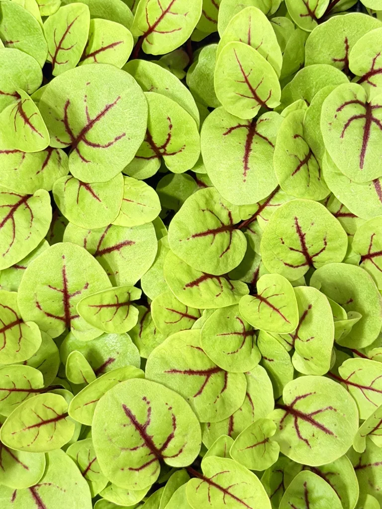 Red veined sorrel 2.webp