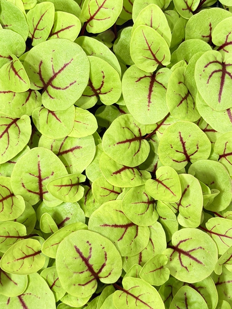 Red veined sorrel 2.JPG