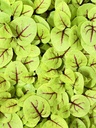 Red veined sorrel 2.JPG