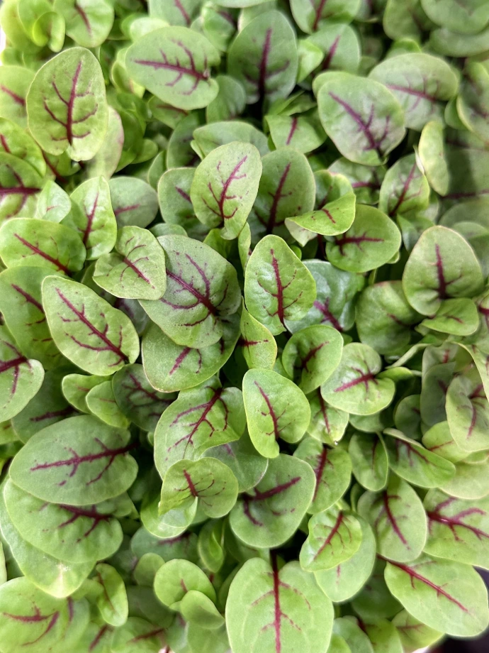 Herbs-C-Red Veined Sorrel